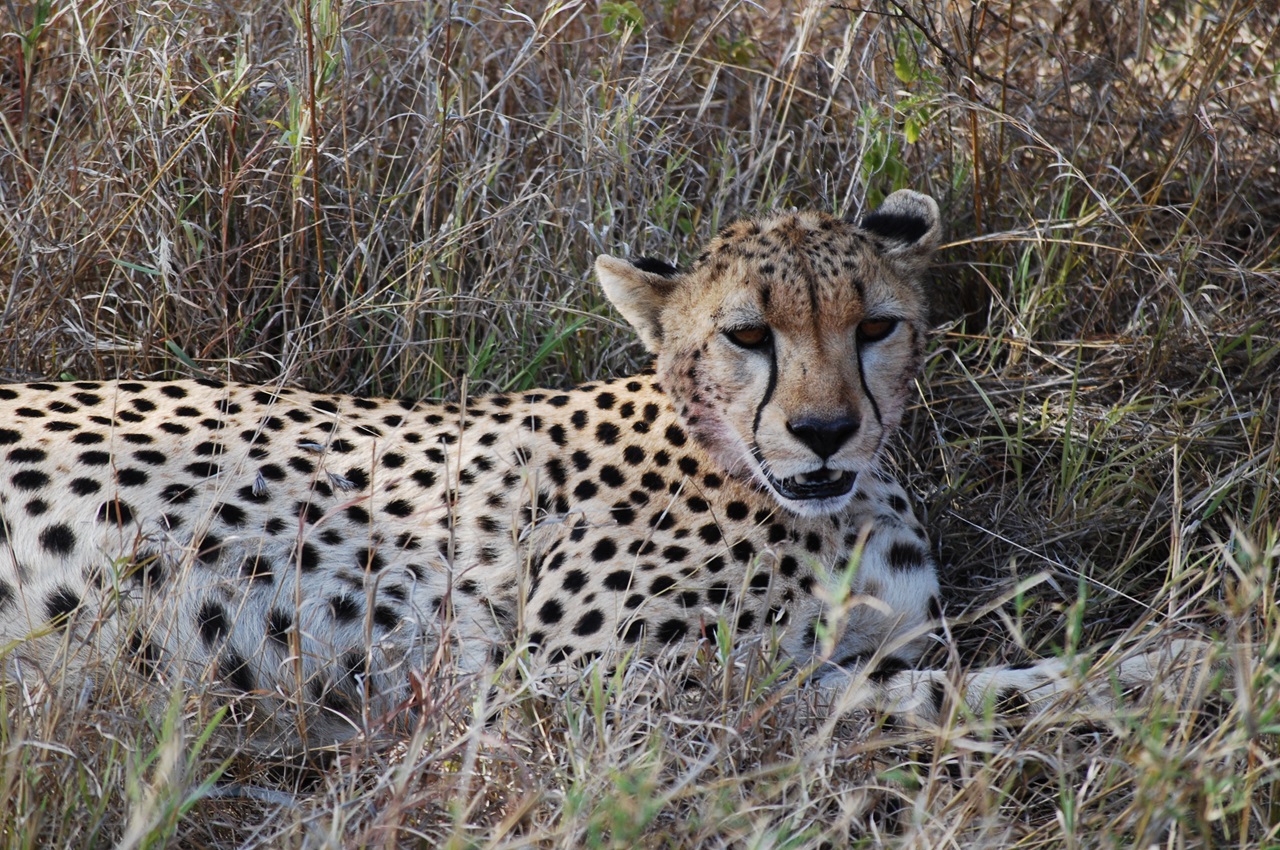 2 Days Safari Option