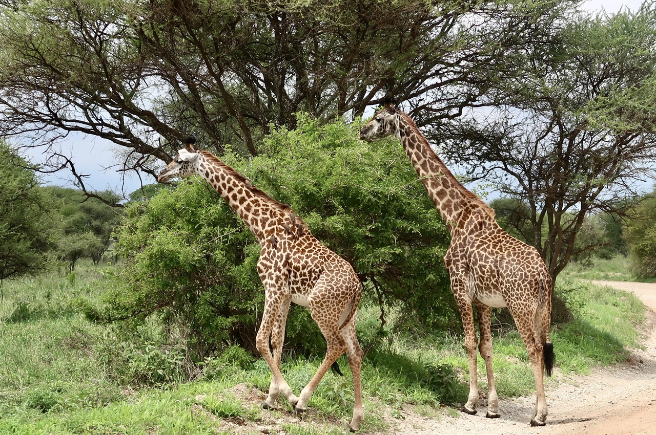 3 Days Safari Option