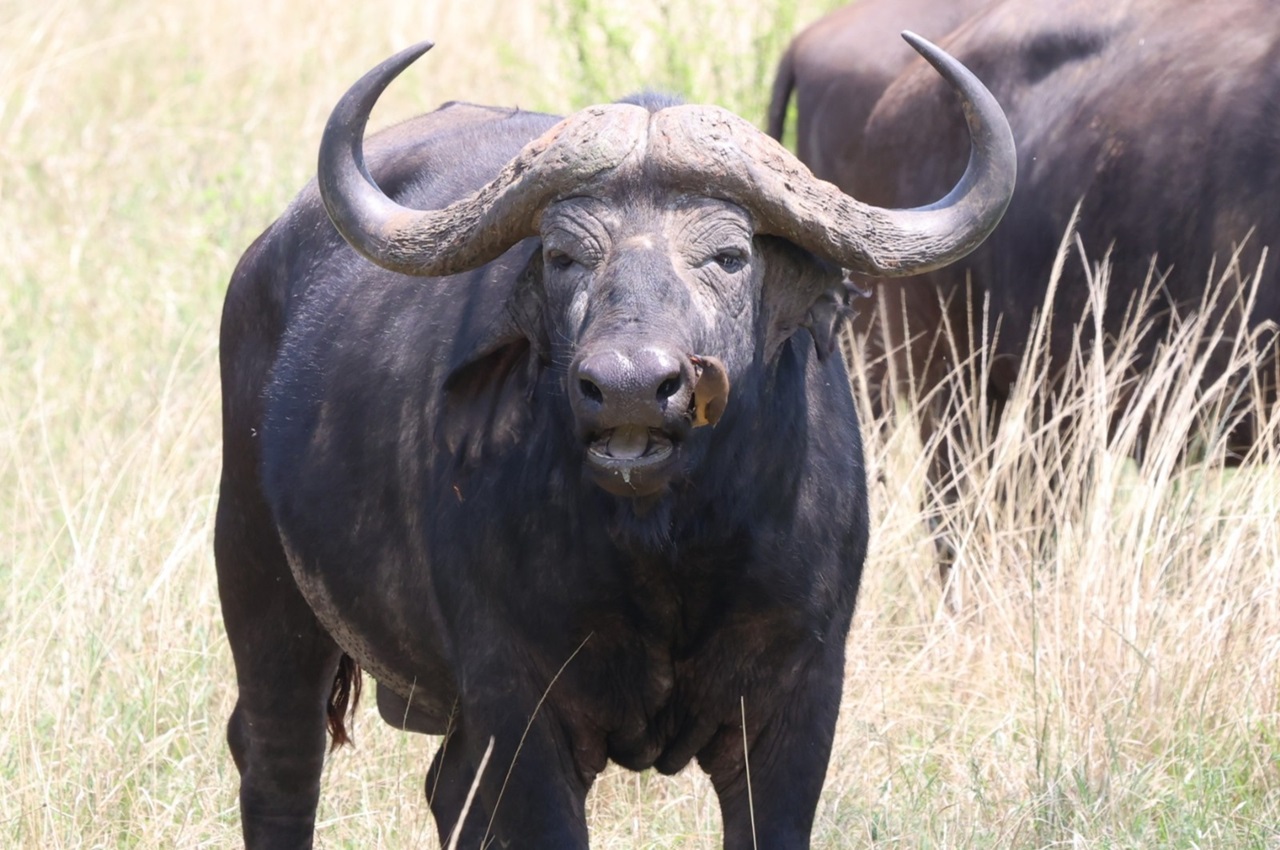 3 Days Safari Option - (With Serengeti)-Finest Tanzania