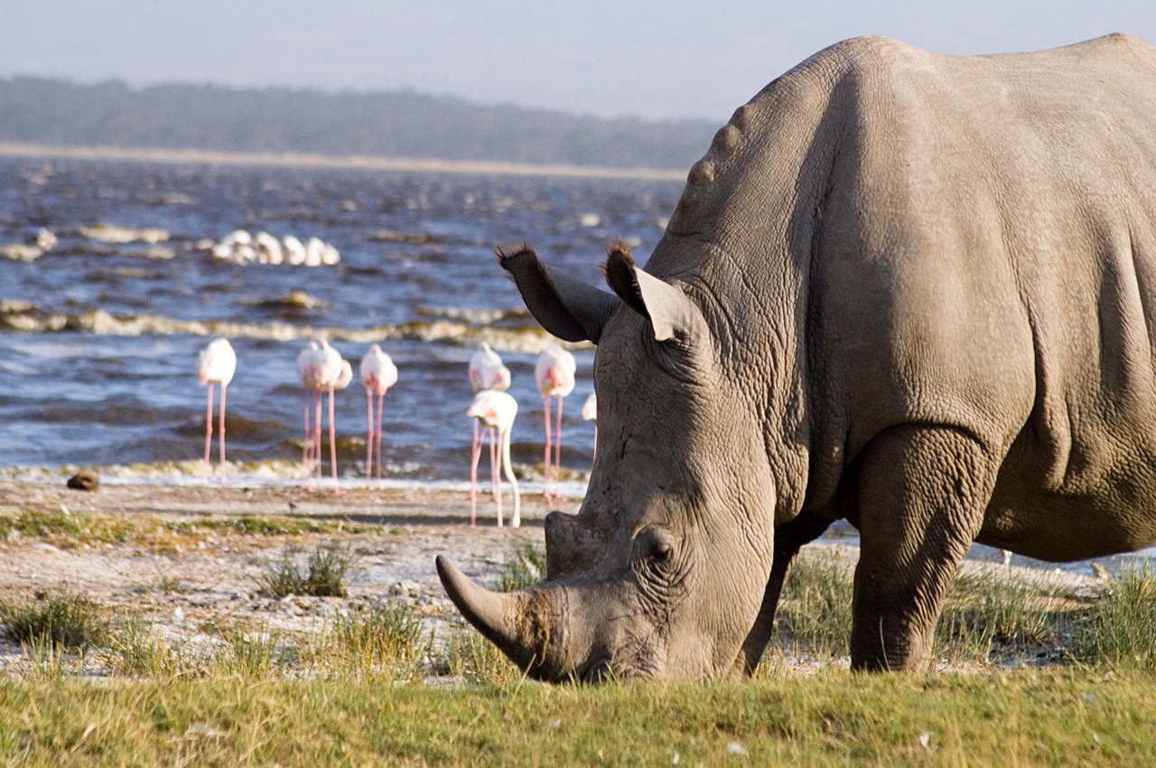 7 Days Safari Option (Stunning Tanzania)