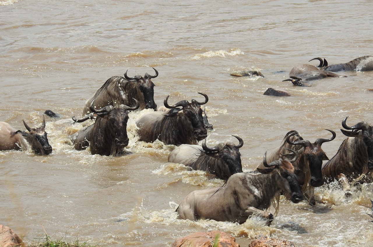8 Days, Great Migration and River Crossing Safari