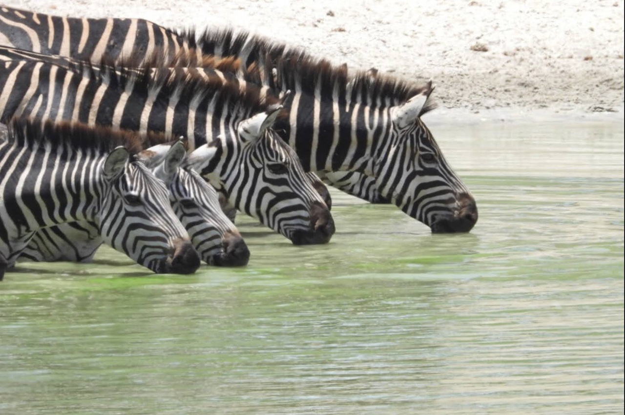 6 Days Safari (Minus Eyasi - High Season Only) - Tanzania Odyssey
