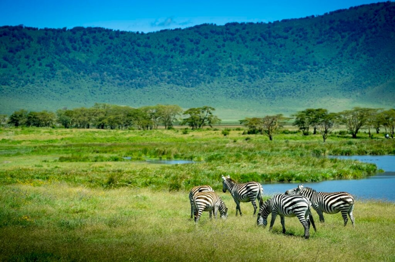 Day Trip to Mkomazi National Park