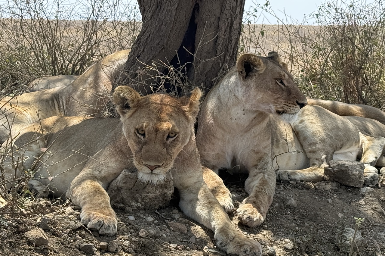 4 Days Safari (Minus Natron) Ultimate Tanzania