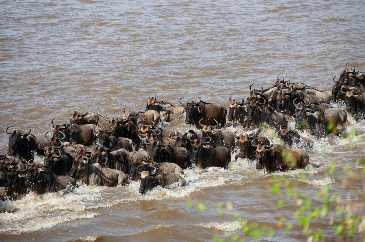 5 Days Safari Option (With Natron - High Season Only) Migration Experience