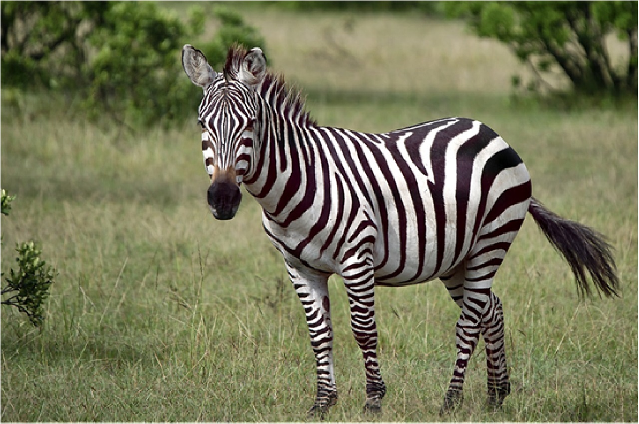 5 Days Safari Option (Fly in - Fly Out)