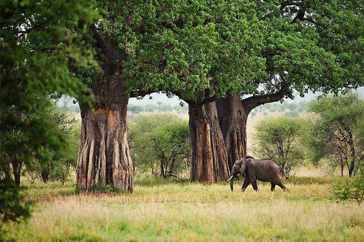 Day Trip to Tarangire National Park